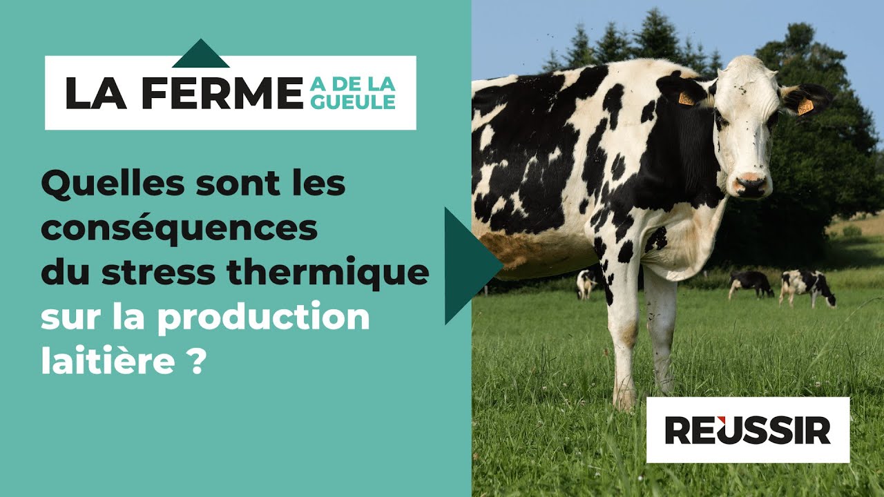 Quelles sont les conséquences du stress thermique sur la production laitière ?