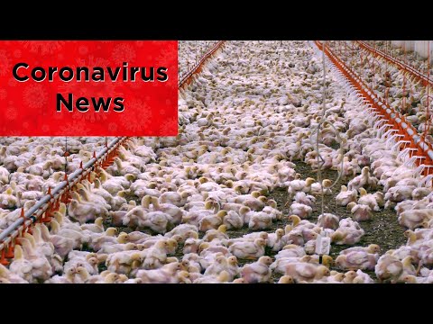 Viral TikTok Video Reveals Mass Killing of 52,000 Chickens at Egg Farm