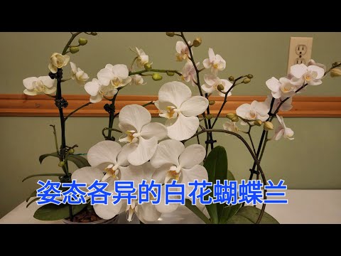 白色蝴蝶蘭