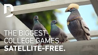  For The Birds | Game Plan