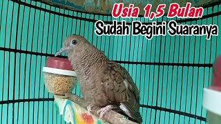 Download lagu Suara Perkutut Cemani Prospek Usia 1.5 Bulan Sudah Belajar Bunyi mp3 Download lagu Suara Perkutut Cemani Prospek Usia 1.5 Bulan Sudah Belajar Bunyi mp3