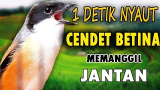 Download lagu SUARA CENDET BETINA GACOR MEMANGGIL JANTAN AMPUH UNTUK PANCINGAN CENDET MANAPUN mp3