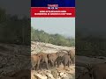 Herd Of Elephants Seen Wandering In Andhra Pradesh's Chittoor, Creating Concerns Among Locals