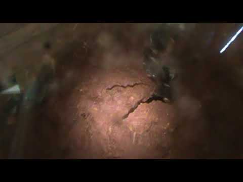 American Bumblebees part 5