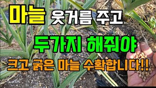 마늘 1차추비 웃거름 시기 방법 두가지 꼭 주세요 굵은마늘 수확합니다 #마늘농사 #마늘추비