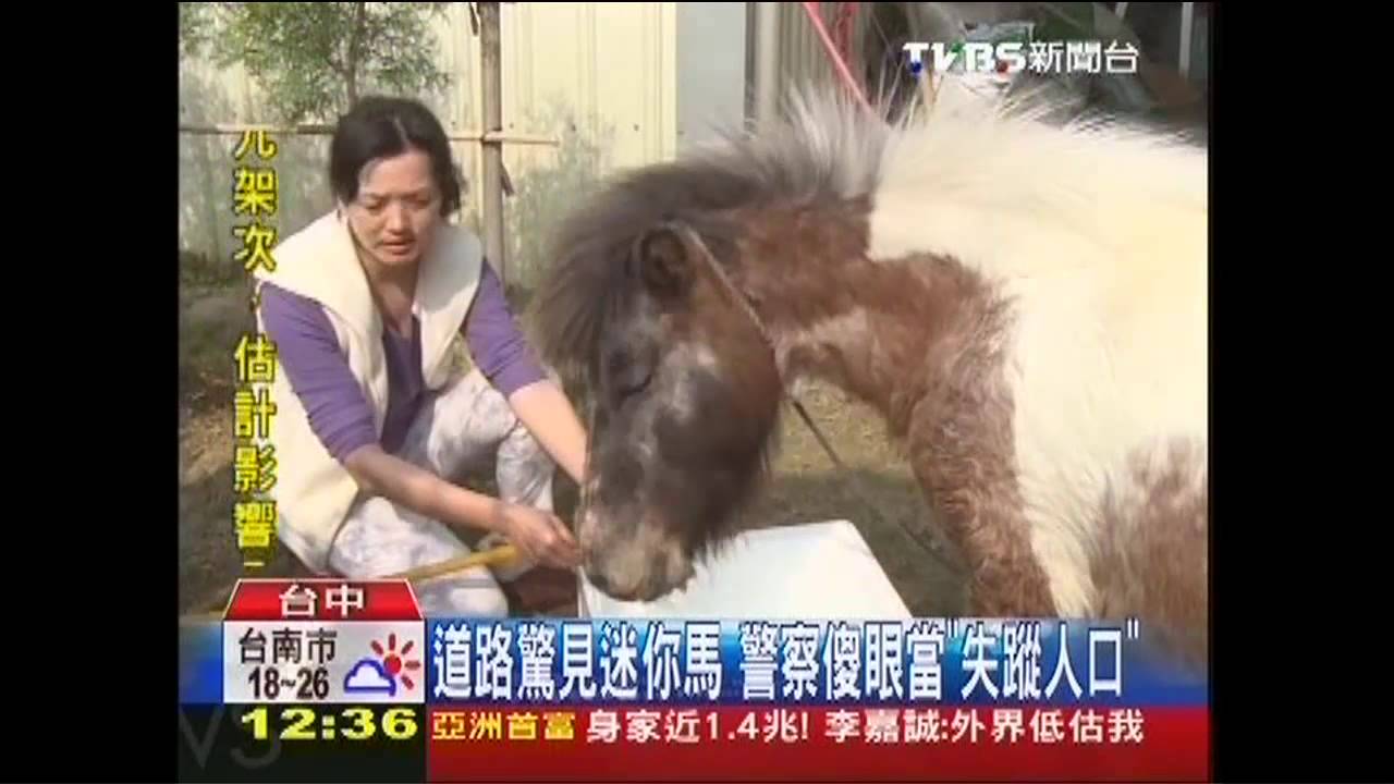 道路驚見迷你馬　警察傻眼當「失蹤人口」