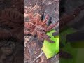 Phormingochilus sp. rufus (Peach Earth Tiger Tarantula) #shortsfeed