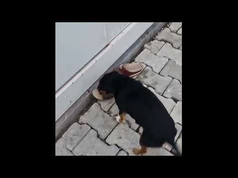 Sosyal medya'da viral olan - dans eden köpek hanimiş | hanimisiguttimottişim