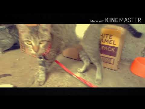 Bwisit na NCOV-19😂