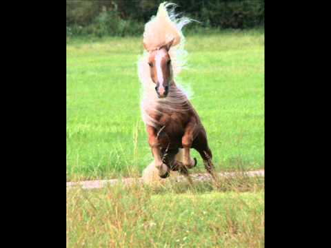 In Erinnerung an Don Camillo und Macho