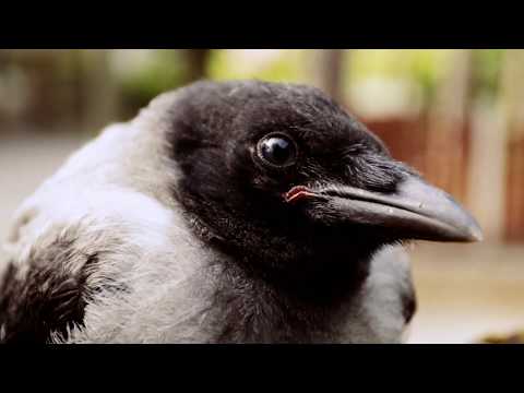 Baby Hooded Crow