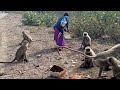 Langur Ji Ke Sath Rahakar Lagta Hai Yahi Hai Ramrajya Jay Shri Ram