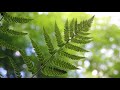 Ferns, Huh? | CREATURE FEATURE #8