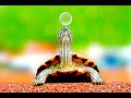 Description Of Turtle Facts About Turtle Turtle Amazing Facts