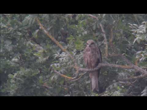 Brun glada Angelskog 20 9 2021