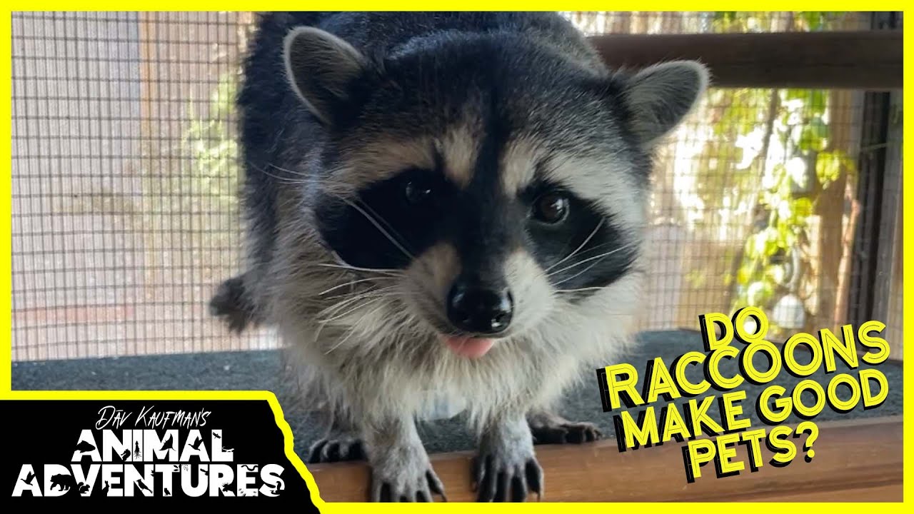 Do raccoons make good pets? – Life Set Go