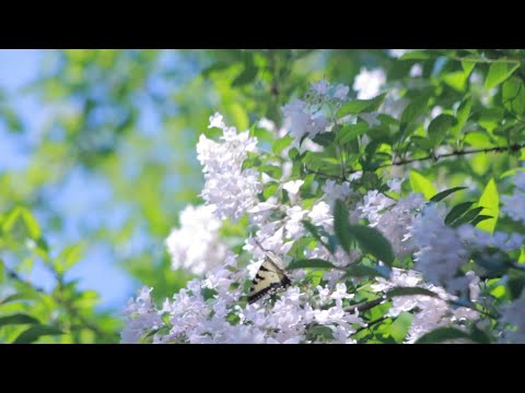 10 Hours of Air on the G String | Soothing Piano Lullaby