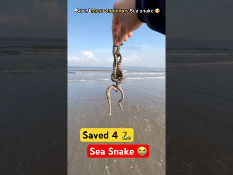 Rescue mission: 4 sea snakes back to the ocean 🥺