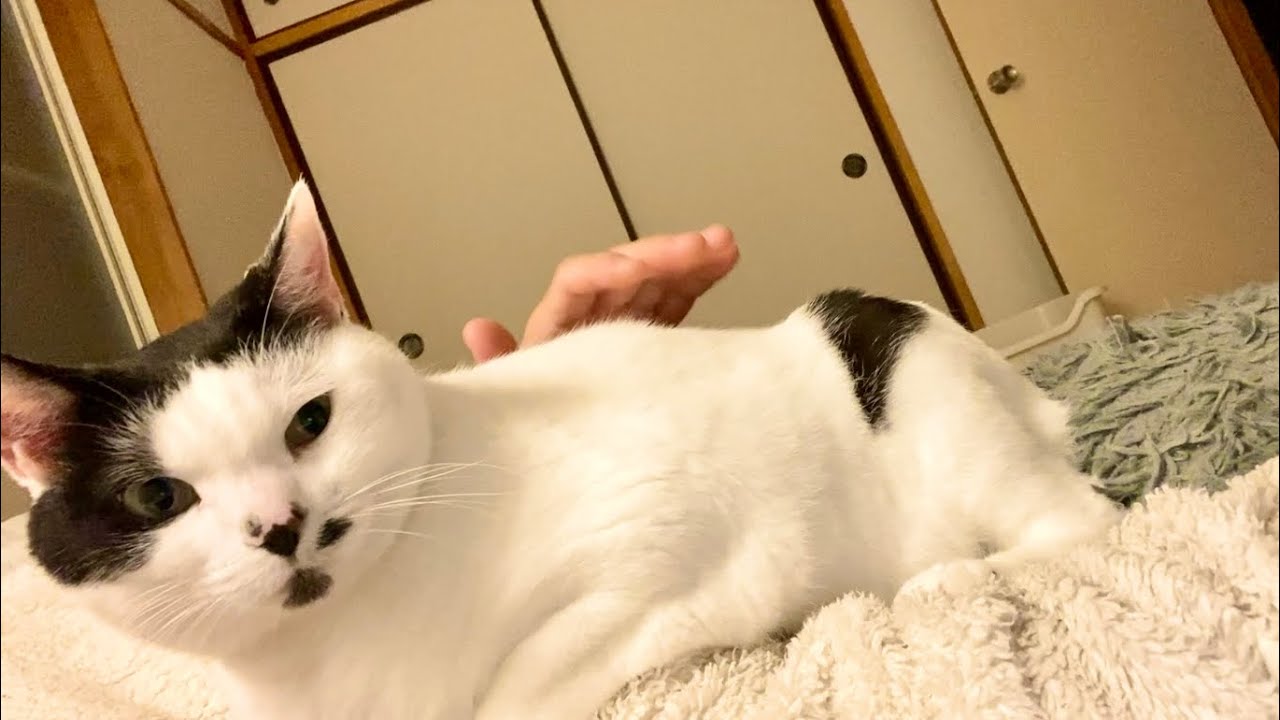 飼い主が早めに寝ようとすると、心配して様子を見に来てくれる猫