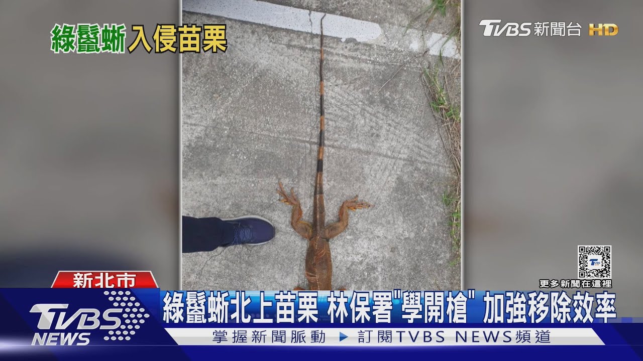 綠鬣蜥北上苗栗 林保署「學開槍」加強移除效率