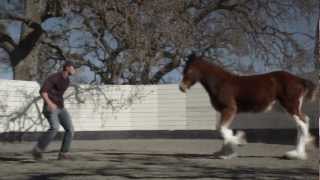 HD Clydesdales 2013 Budweiser Super Bowl Ad — Extended Version of "Brotherhood"