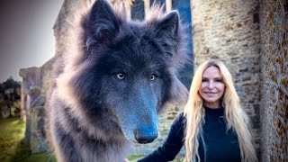 THE GIANT BLUE WOLF - Grown up & HUGE!