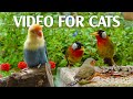 Best For Cats Mesmerizing Bird Videos Tailored For Curious Cats Catt TV Central