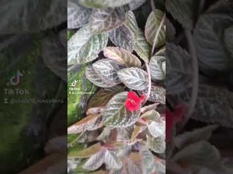 just a beautiful morning with nature🍃🌻🐱😍#nature #catlover#shortviral #shorts  subscribe my channel