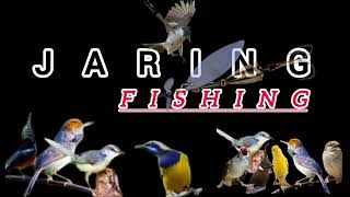 Download lagu Suara burcil ribut 3 menit auto panen burung sekebun || jaring fishing mp3 Download lagu Suara burcil ribut 3 menit auto panen burung sekebun || jaring fishing mp3