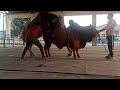 Semen Collection Of Sahiwal Bull Is Done Properly In Artificial Vagina At Our Premises
