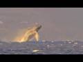 Mar 3 2026 Mother And Baby Humpback Whales Breaching Caught On Camera In Maui