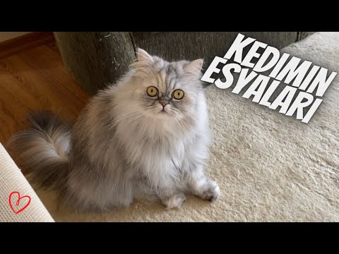 My cat Lola's belongings and home tour