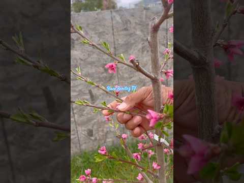 Tenemos nuevo árbol de durazno 🍑 y nueva camarógrafa. #campo #agriculture #peach #durazno #flawers