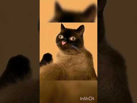 American Shorthair Cats Vs Exotic Shorthair Cats (Which breed is cuter?)
