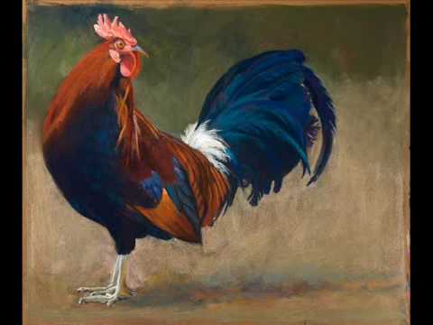 Rooster Funky song