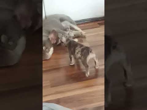 greatness in French bulldog