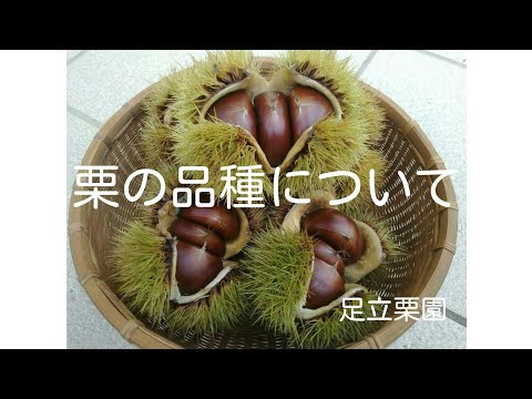 梨の古品種:おすすめ25品種 庭の練習