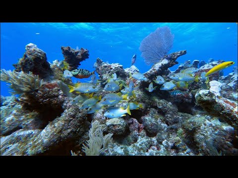Diving The Florida Keys in 5K! Florida Keys Scuba Diving