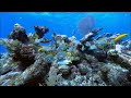 Diving The Florida Keys In 5K Florida Keys Scuba Diving
