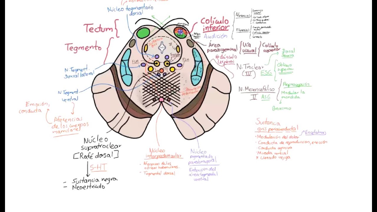 Neuroanatomía: Tronco encefálico. Configuración interna 3: Mesencéfalo