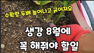 생강 7월말~ 8월초 8월말 ~9월초 두번 꼭 해줘야 할일! #생강북주기 #생강재배 #생강키우기 #생강많이달…