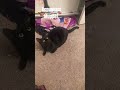 i luv u kitty