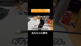 そこ、何かいる？🐈‍⬛ #猫 #猫動画 #黒猫