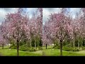 Kirschblüten 2024 3D HSBS Für 3D TV Meta Quest