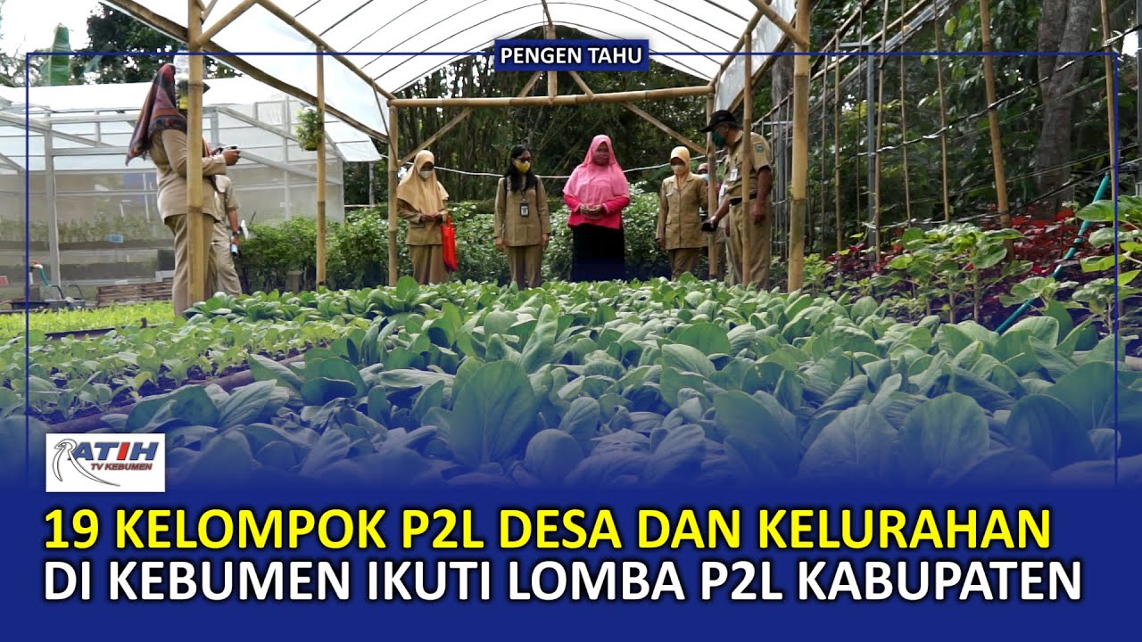 Pekarangan di Panjatan Karanganyar Dioptimalkan untuk Ketahanan Pangan Keluarga - Ratih TV Kebumen