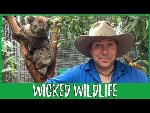 How Chlamydia is Killing Our Koalas