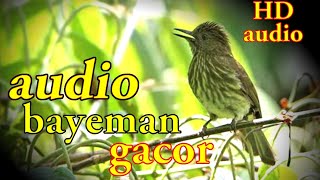 Download lagu SUARA burung bayeman nembak panjang jeda rapet mp3 Download lagu SUARA burung bayeman nembak panjang jeda rapet mp3