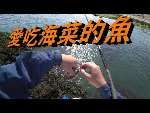 釣魚fishing-15 愛吃海菜的魚~臭肚