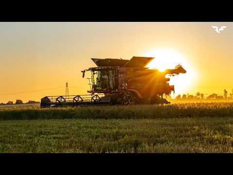| Epic Rice Harvest 🌾 | Case IH 8240 AFS Axial - Flow| Speziali Antenore Srl| #agriculture
