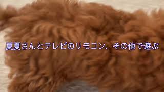 夏夏さんとテレビのリモコン、その他で遊ぶ
